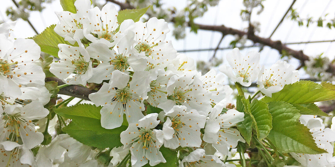 ニトリ観光果樹園（旧 山本観光果樹園）｜English