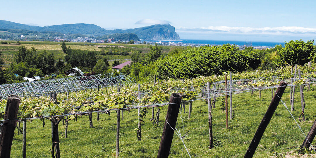 ニトリ観光果樹園（旧 山本観光果樹園）｜くだもの通販