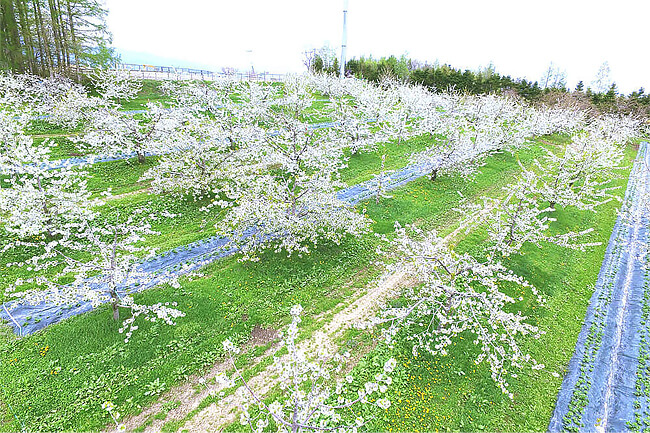 さくらんぼの花