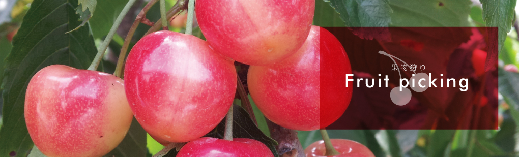 果物狩り / Fruit picking